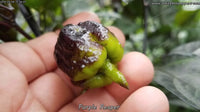 Purple Reaper - Pepper Seeds - White Hot Peppers